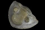 Wide, Enrolled Isotelus Trilobite - Mt Orab, Ohio #115250-1